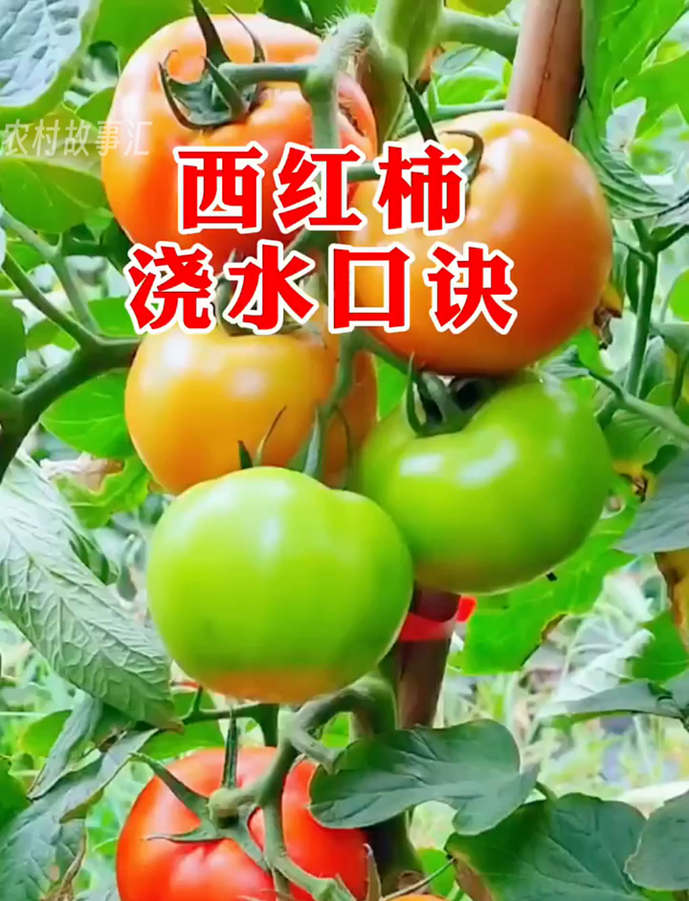 番茄种植施肥方法(番茄怎么施肥,用什么肥料好)
