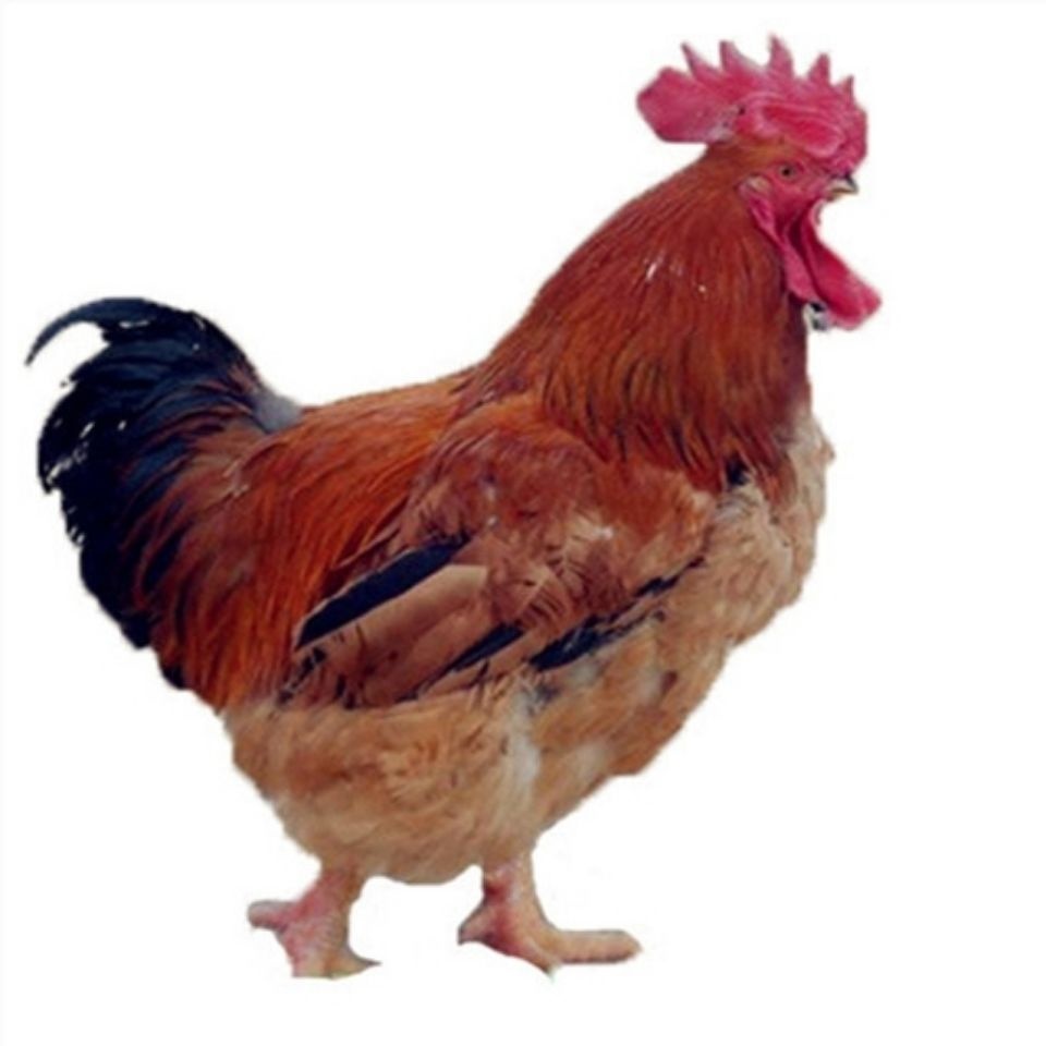 肉鸡饲养,芦丁土鸡养殖,,1.24,2,中,培育词的简单介绍