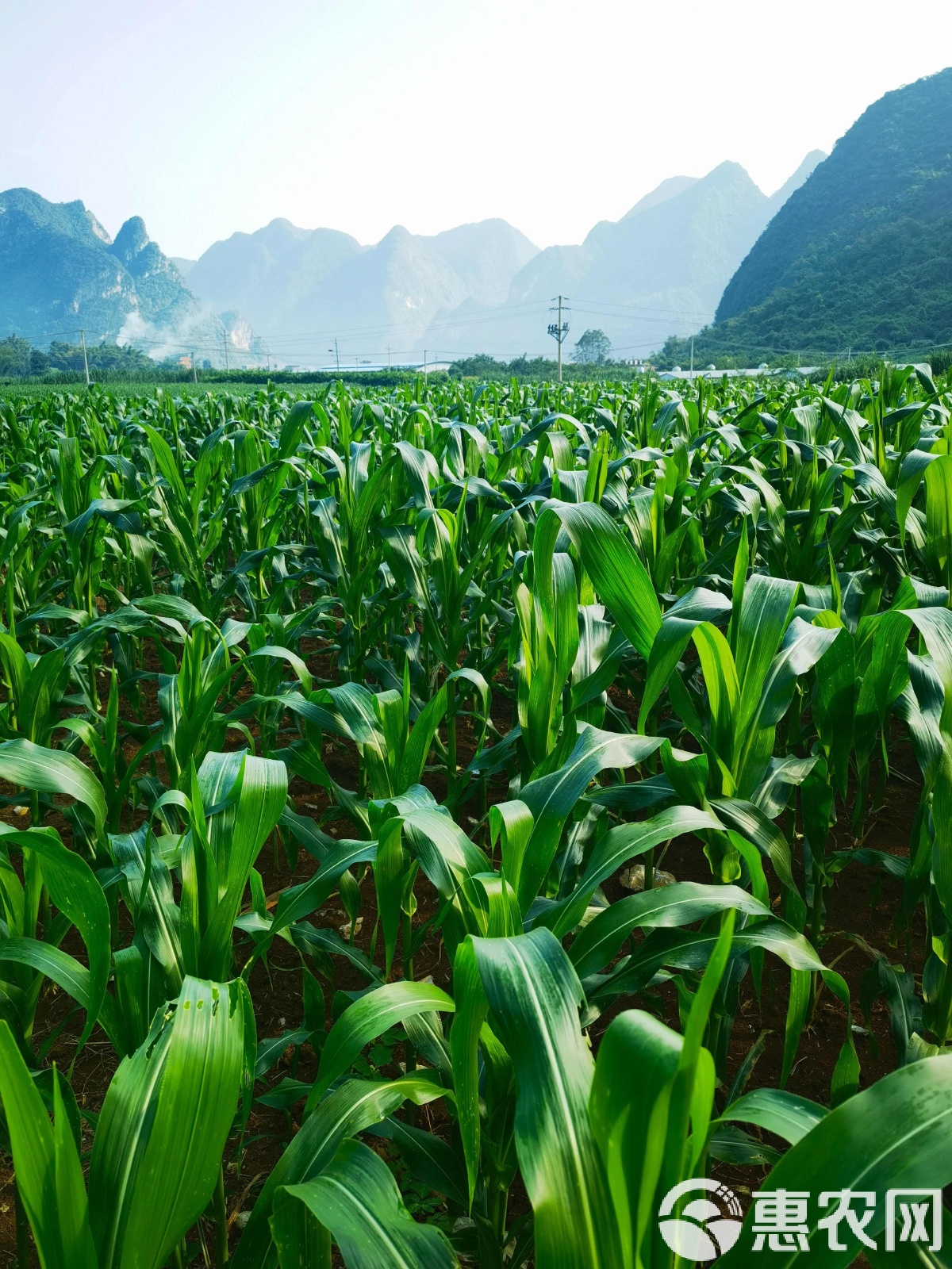 中国玉米种植(中国玉米种植现状)