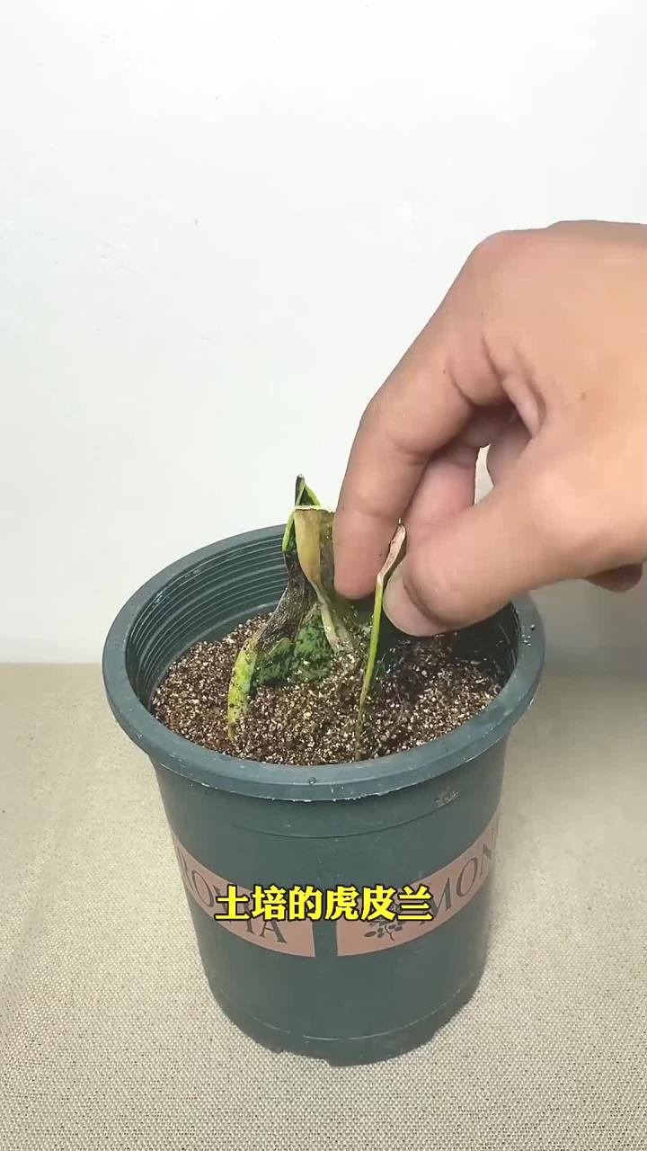 虎皮兰的水培养殖方法(虎皮兰如何水养它的作用是什么?)