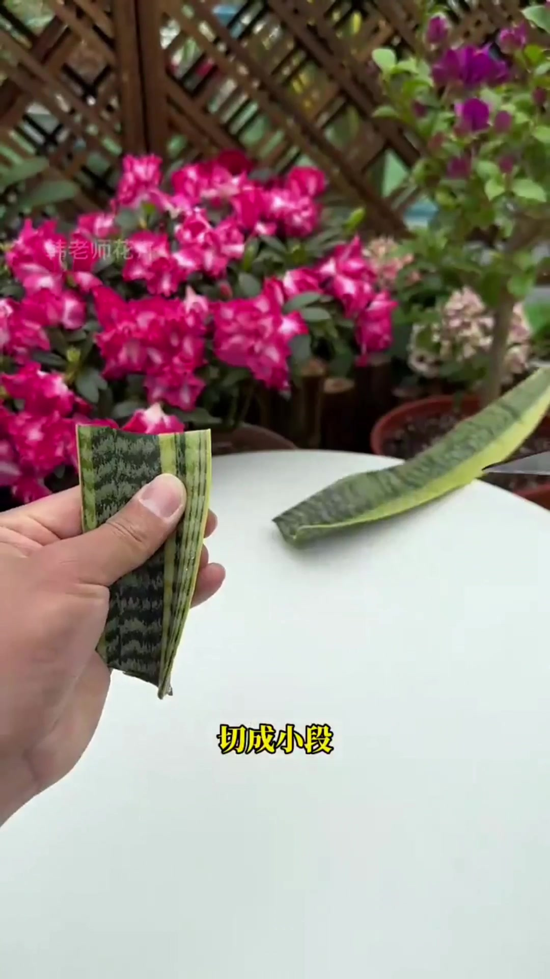 虎皮兰的水培养殖方法(虎皮兰如何水养它的作用是什么?)