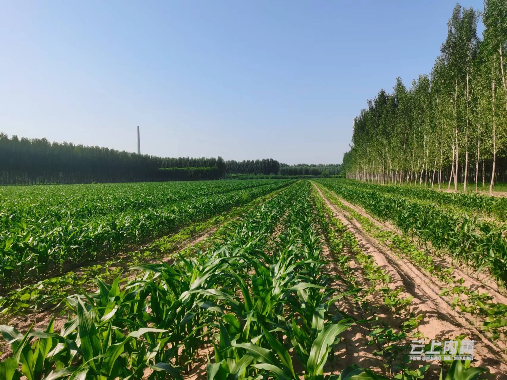 什么是玉米大豆带状复合种植(什么是玉米大豆带状复合种植基地)