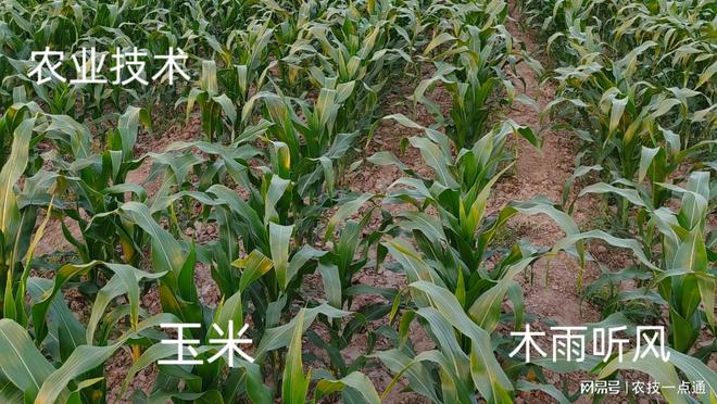 几号种玉米(几种玉米的热量)