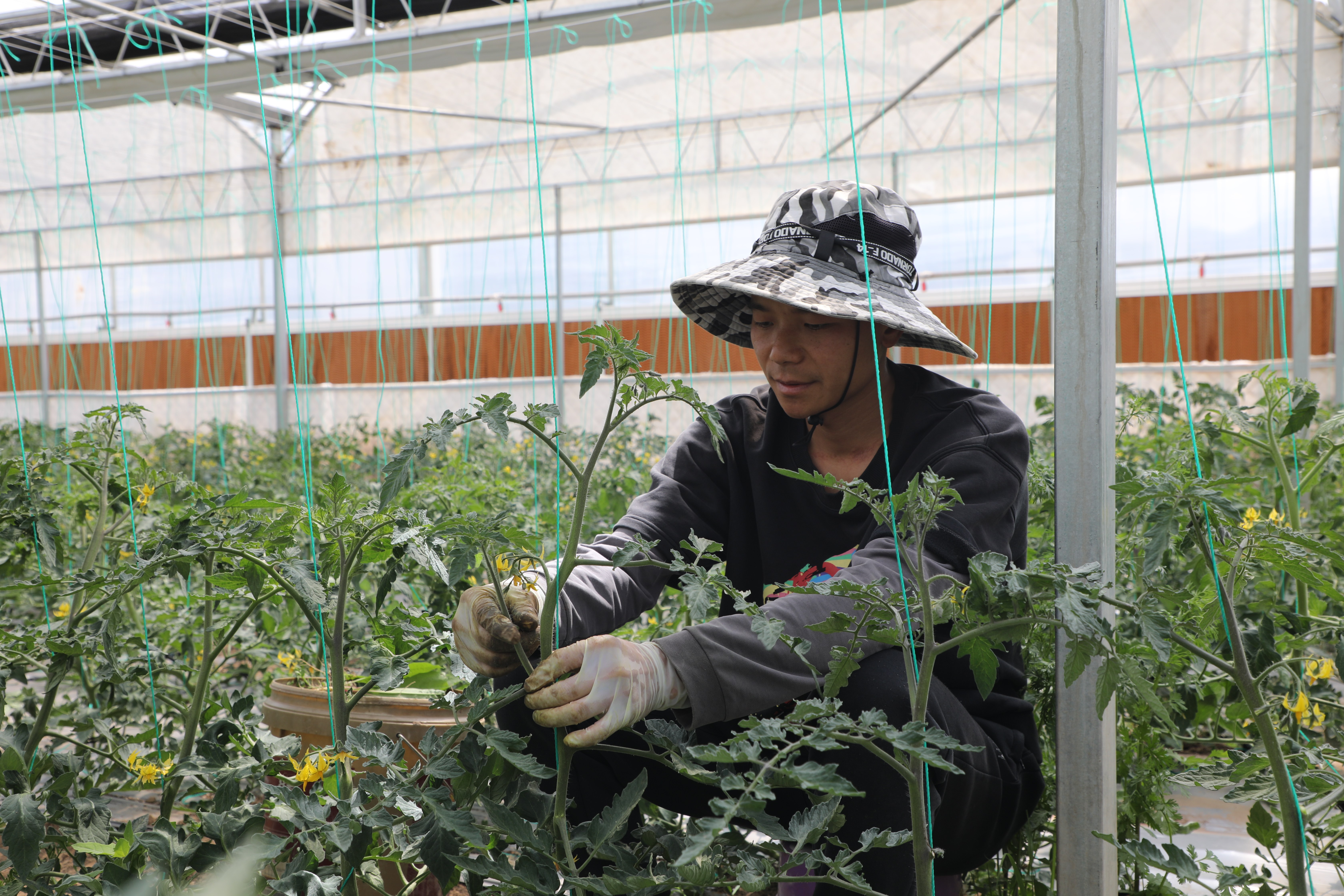 生态蔬菜种植(生态蔬菜种植农场怎么起名)