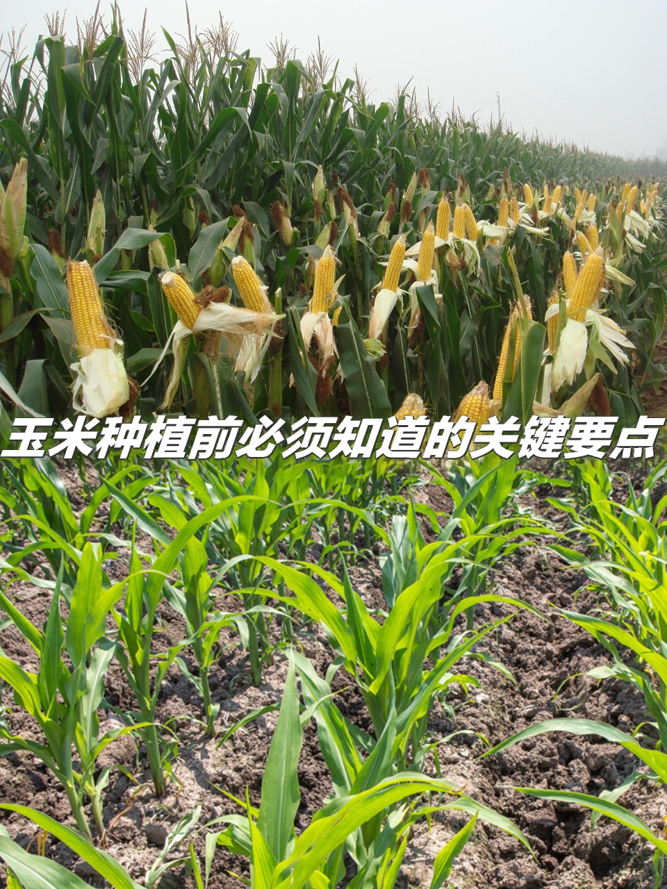 玉米的栽培技术要点(玉米栽培技术要点及施肥方法)