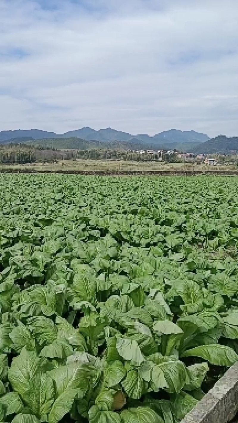 君山芥菜(嵩山芥菜丝的做法)