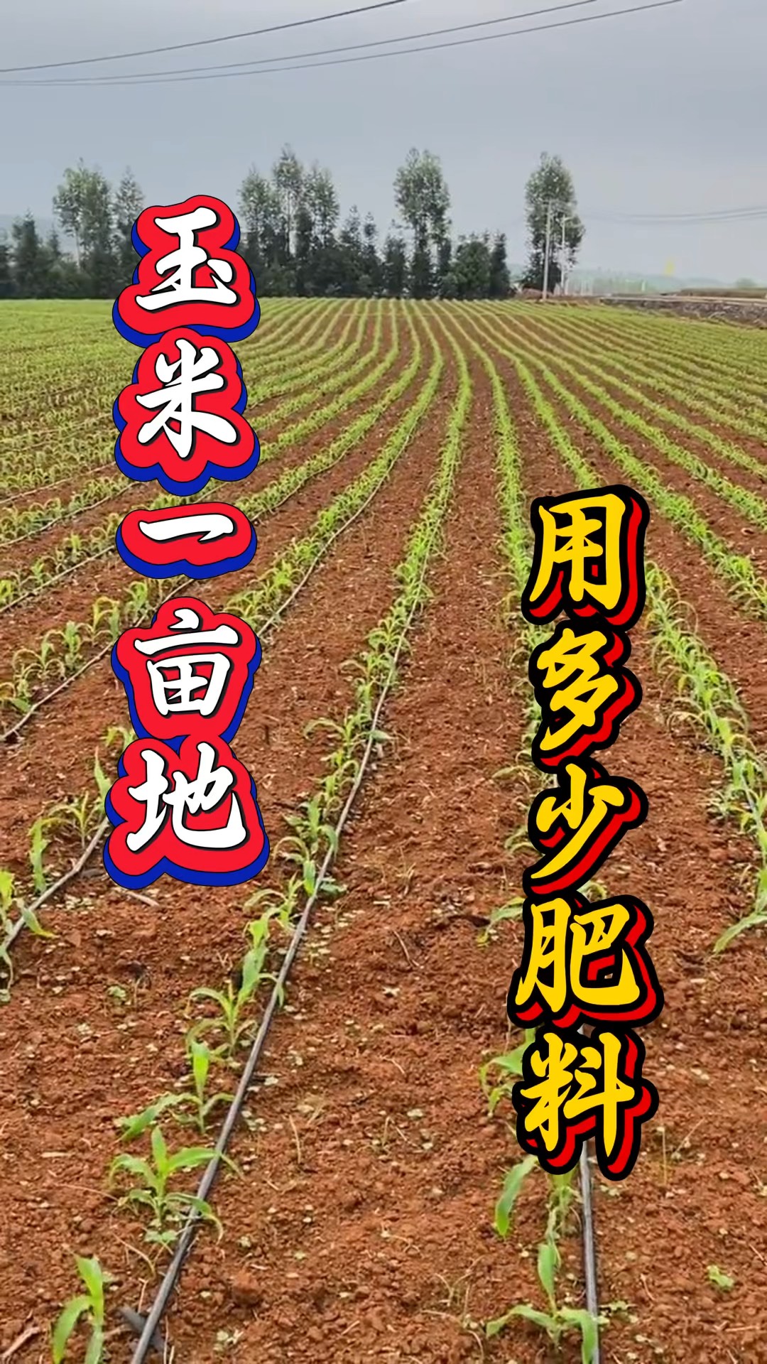 玉米每亩地种多少棵(玉米每亩地种多少棵?公式怎么算的)