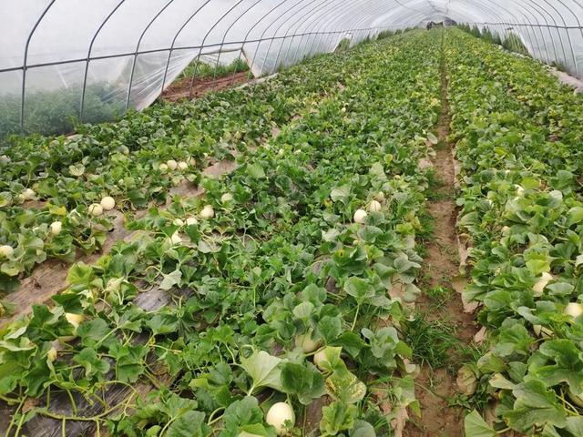 甜瓜栽培视频(甜瓜的种植技术与栽培技术)