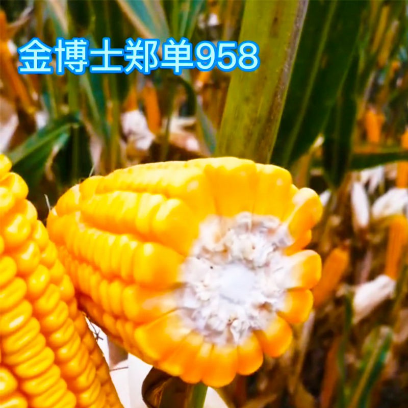 大田玉米种子什么品种好(大田玉米种子什么品种好吃)