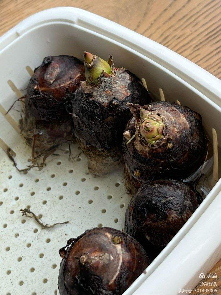 芋头水培好还是直接栽到土里好(芋头水培好还是直接栽到土里好呢)