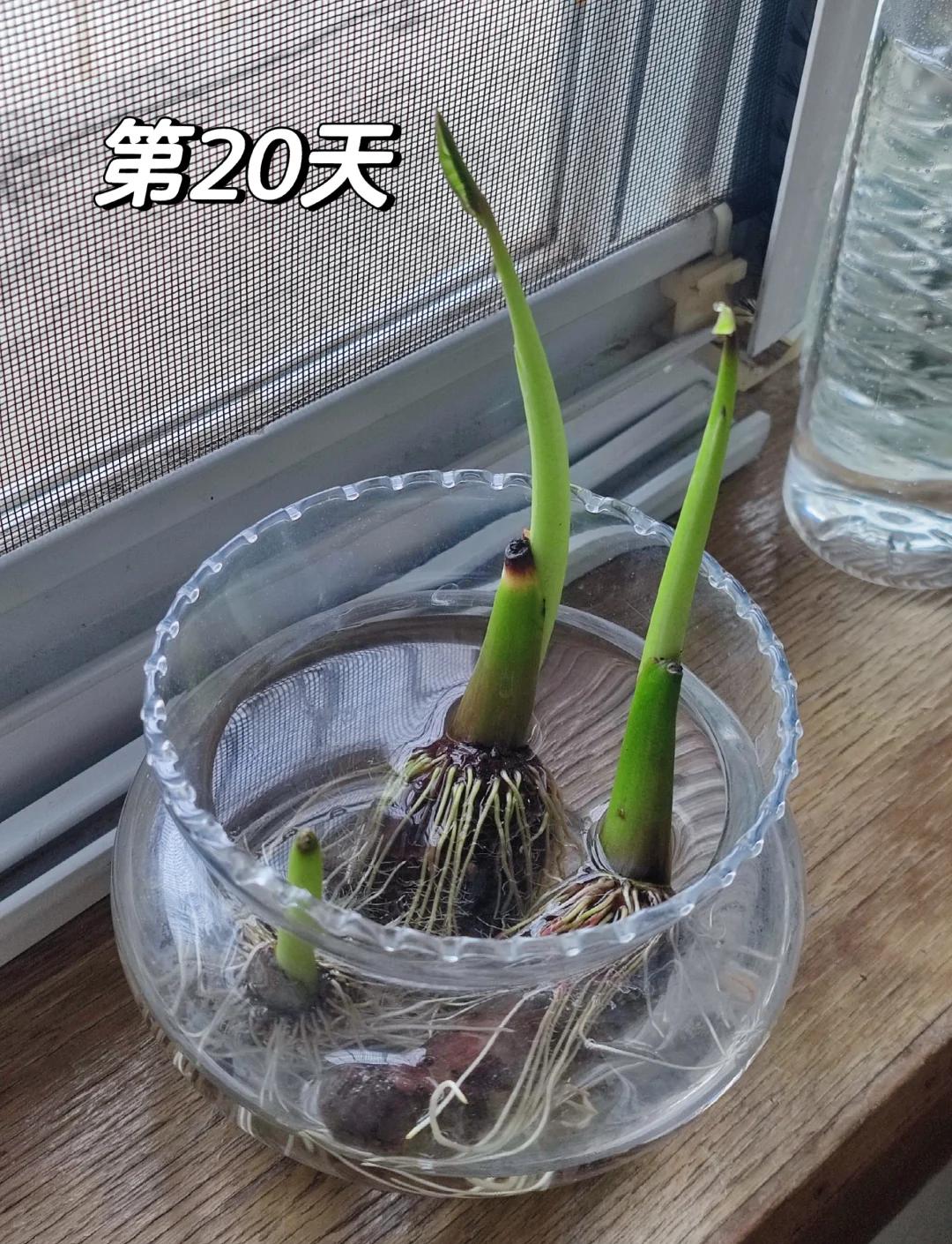 芋头水培好还是直接栽到土里好(芋头水培好还是直接栽到土里好呢)