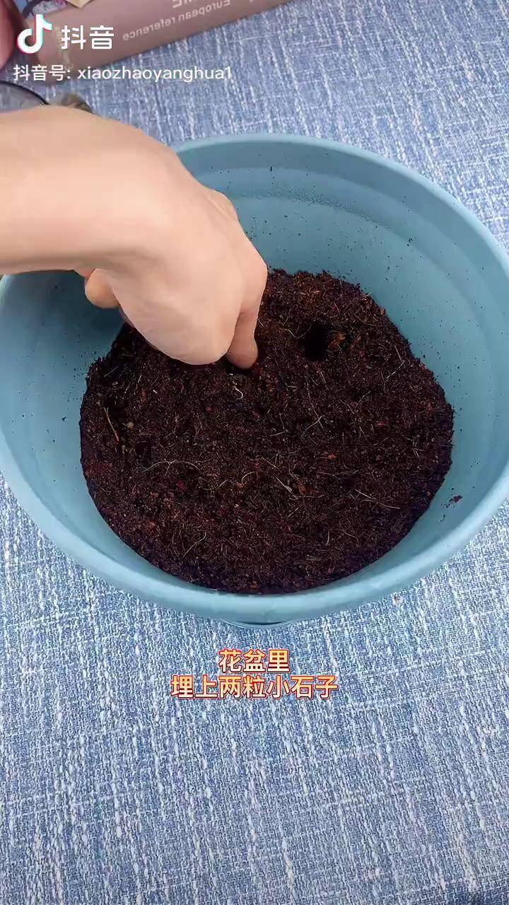 旱荷花怎么施肥(旱荷花怎么养黄叶子是什么原因)