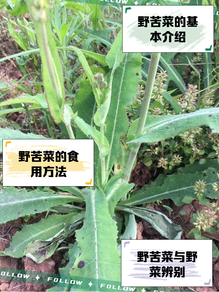 苦藤菜的种植方法(苦藤菜的种植方法和管理)