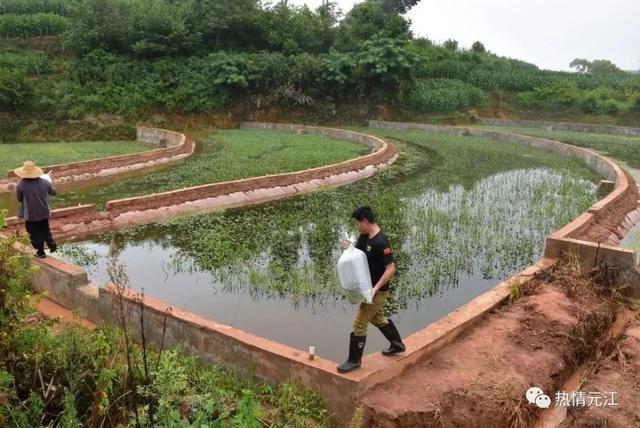 致富经水稻种植(cctv农业节目致富经种植)
