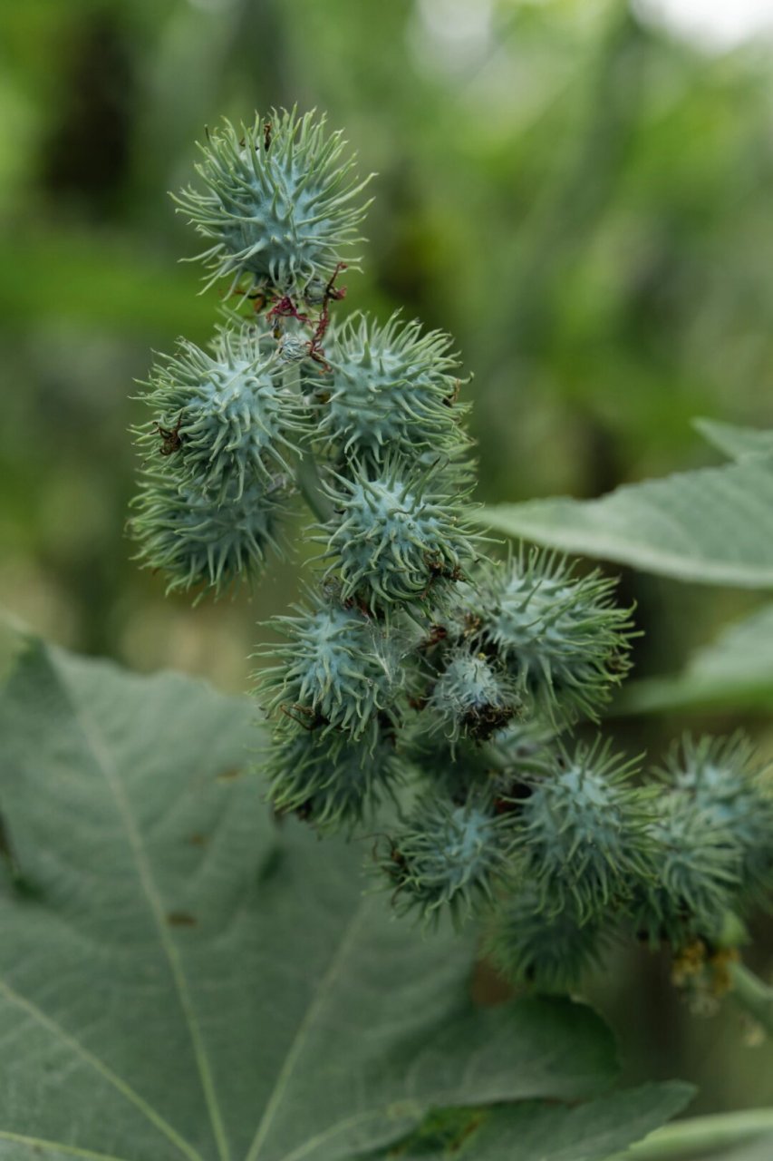 蓖麻的种类(蓖麻子的种类)
