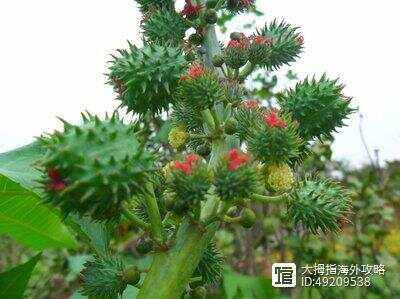 蓖麻的种类(蓖麻子的种类)