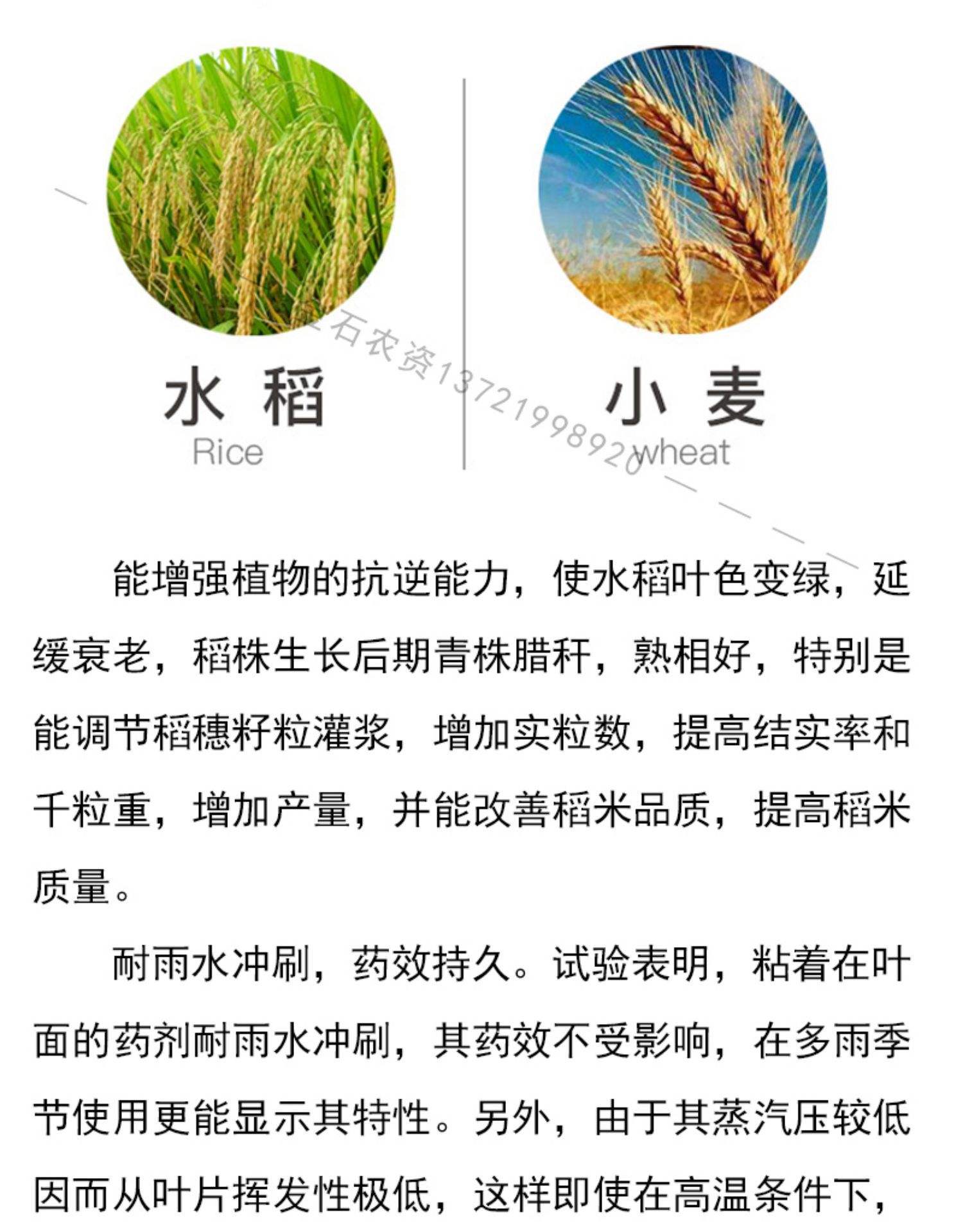 水稻和小麦哪种作物播种范围更广(水稻和小麦哪种作物播种范围更广些)