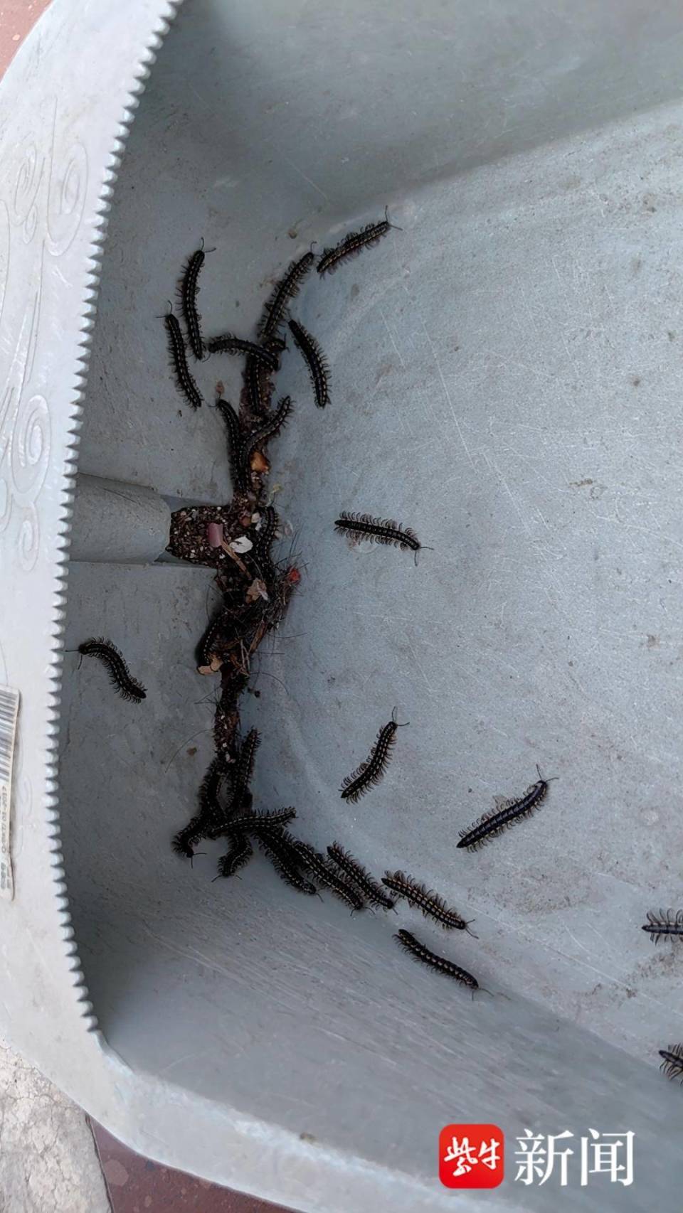 千足虫是怎么繁殖的(千足虫是怎么繁殖的图片)
