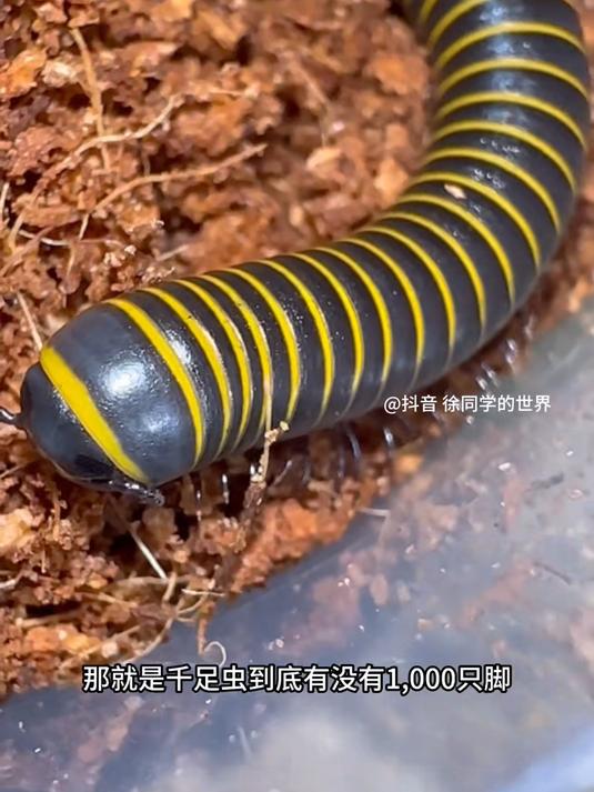 千足虫是怎么繁殖的(千足虫是怎么繁殖的图片)