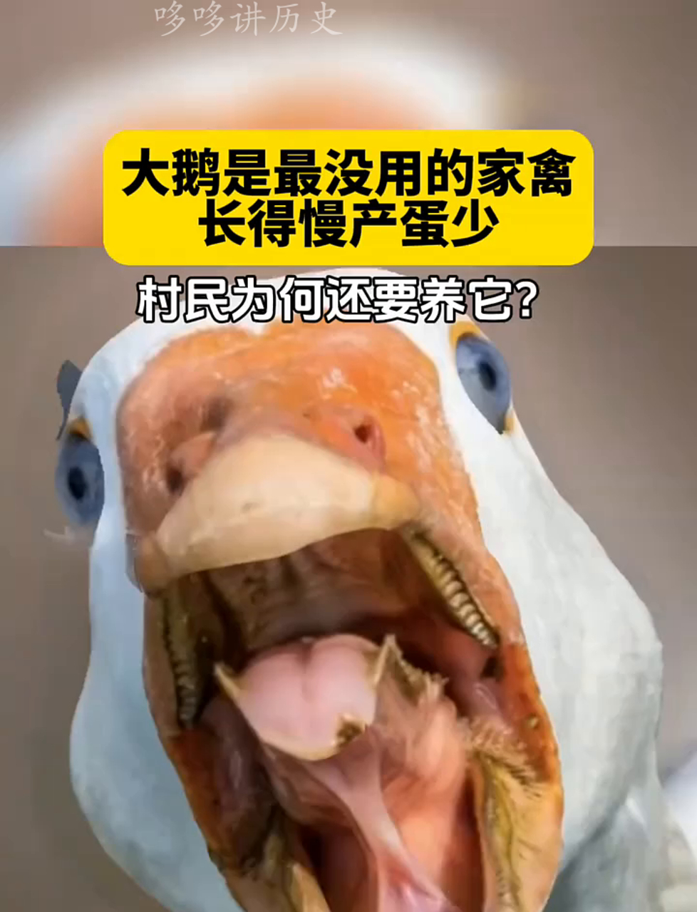 大鹅养殖方法(散养大鹅的养殖方法)