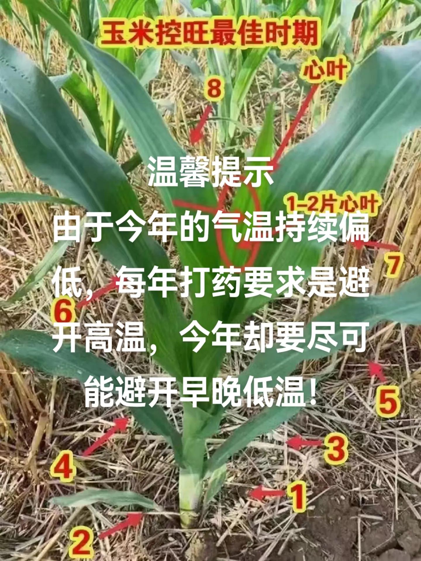 玉米地老虎的防治方法(玉米地老虎用什么杀虫剂)