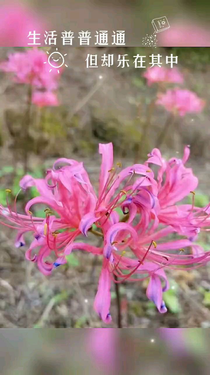 彼岸花的种球(彼岸花的种球什么样子)