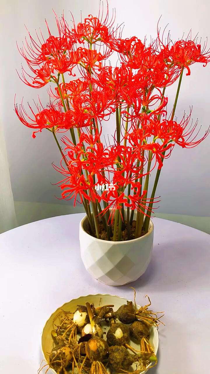 彼岸花的种球(彼岸花的种球什么样子)