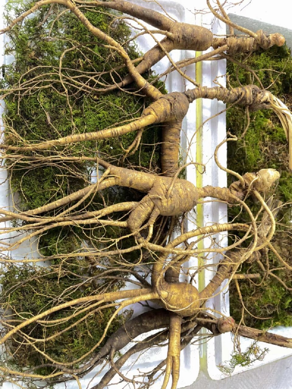 林下参的种植(林下参的种植时间)