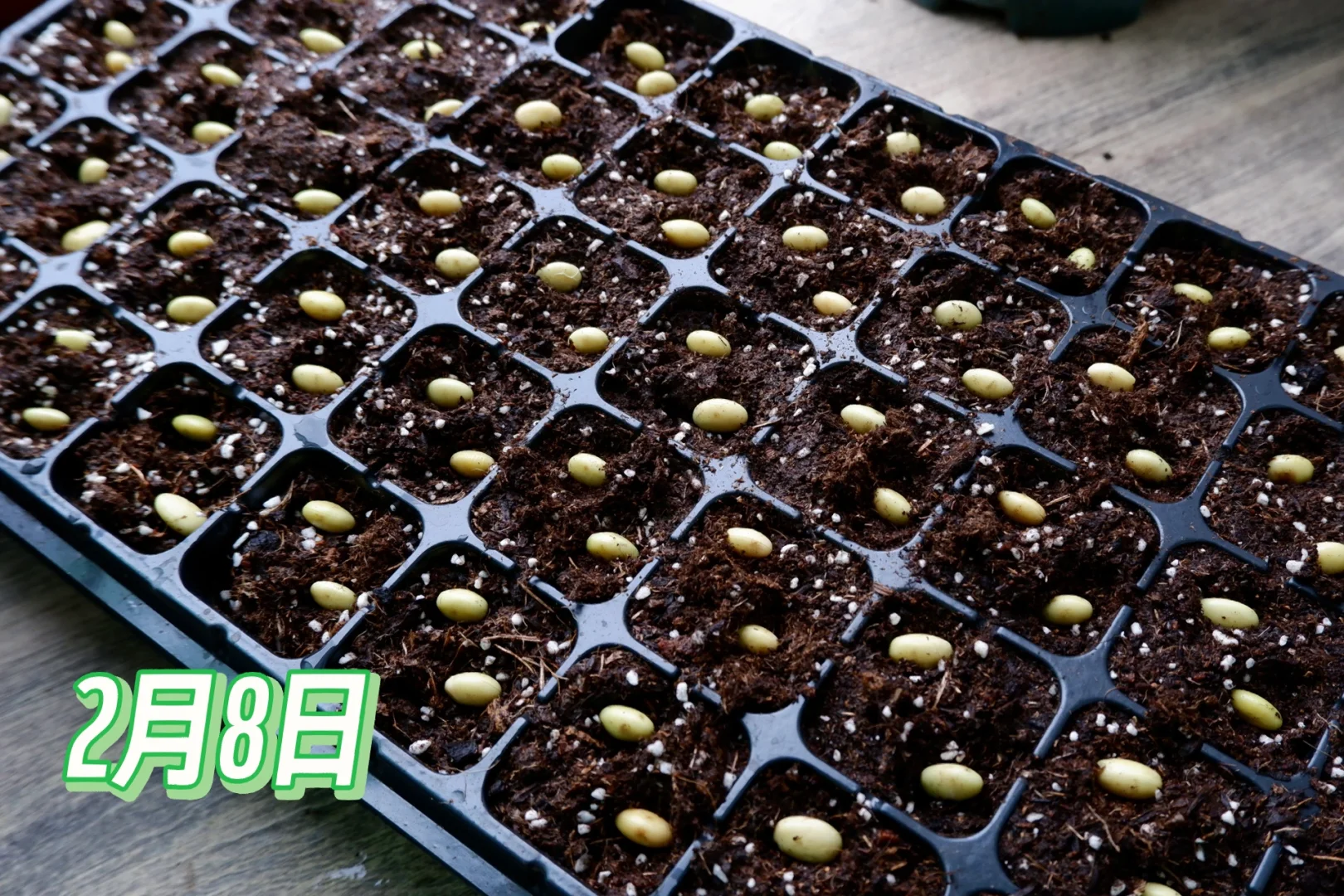 八月黄豆种植技术(八月份种黄豆还能长黄豆吗)