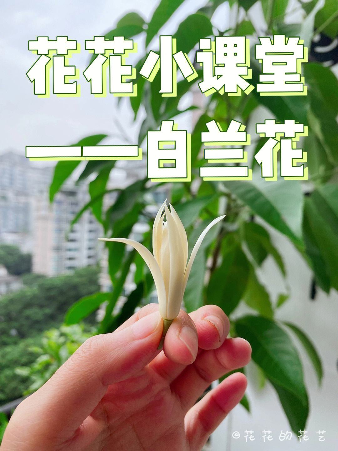 白玉兰花的养殖方法(白玉兰花的养殖方法修剪图片)
