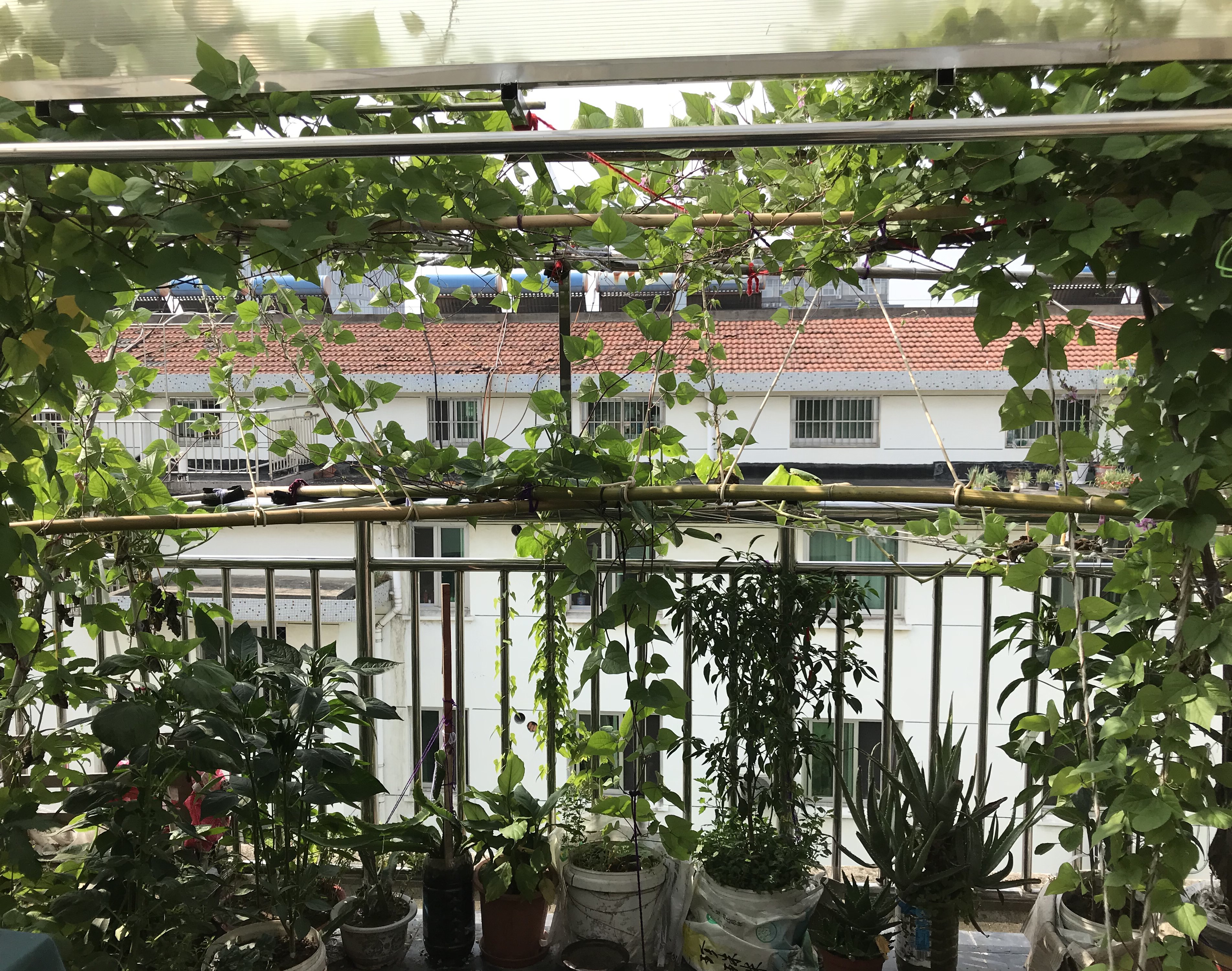室内阳台蔬菜种植(室内阳台适合种植蔬菜)