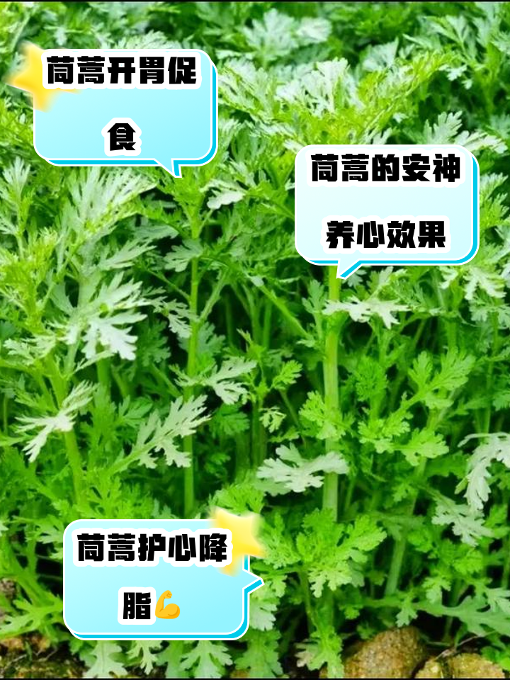 包含茼蒿啥时候种的词条