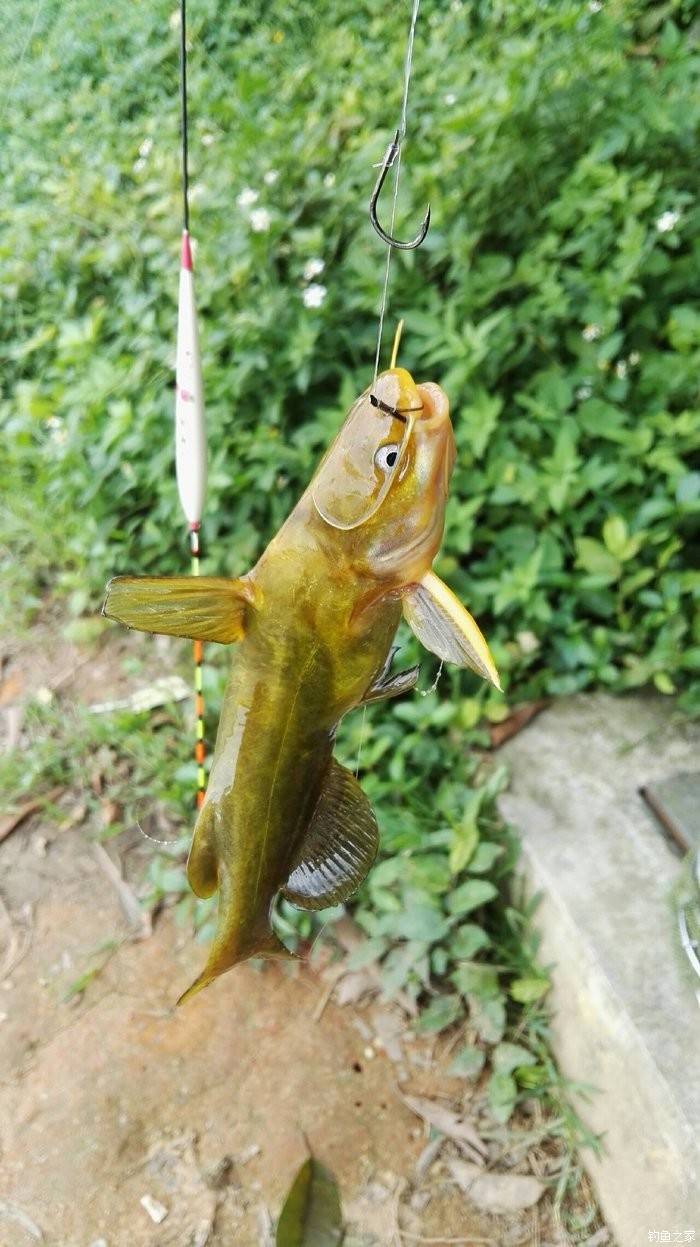 花黄骨鱼养殖技术(黄骨鱼水花养殖视频)