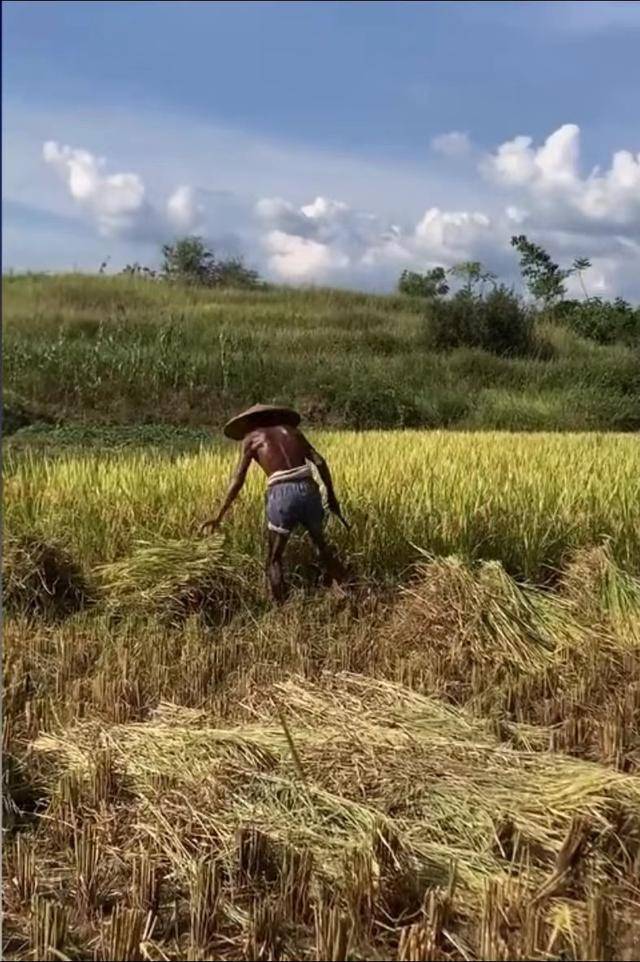 农民伯伯种稻谷(农民伯伯种稻谷看图写话)