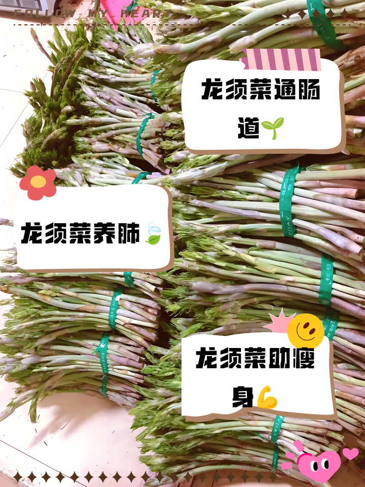 龙须菜是南瓜苗还是丝瓜苗(龙须菜 南瓜苗是一样的东西吗)