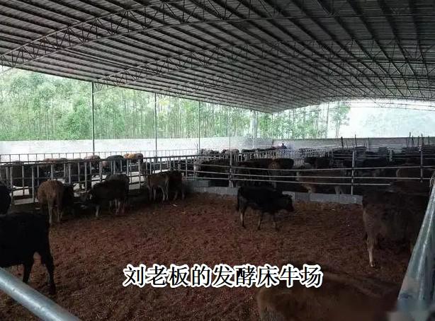 广西养牛(广西养牛基地小牛批发)