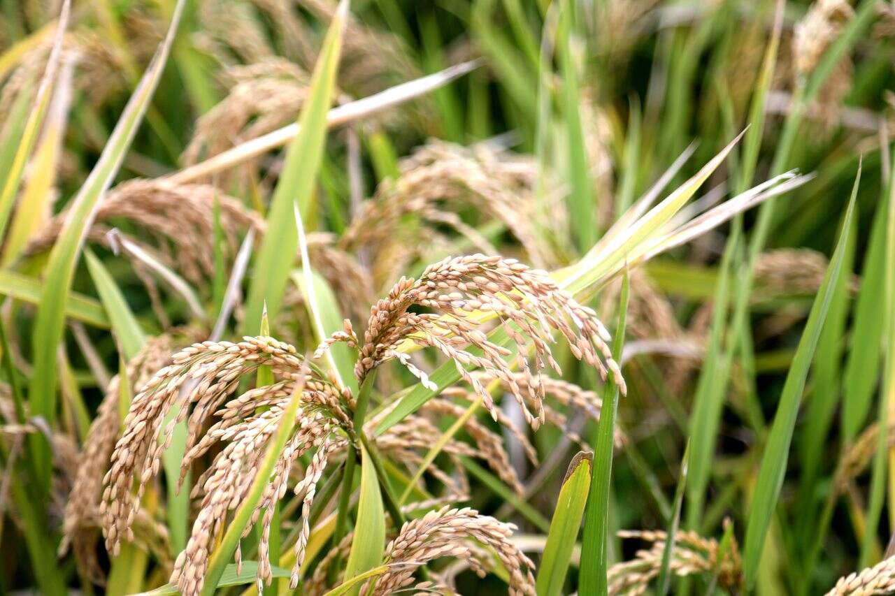 台州水稻种植面积(台州海水稻基地在哪里)