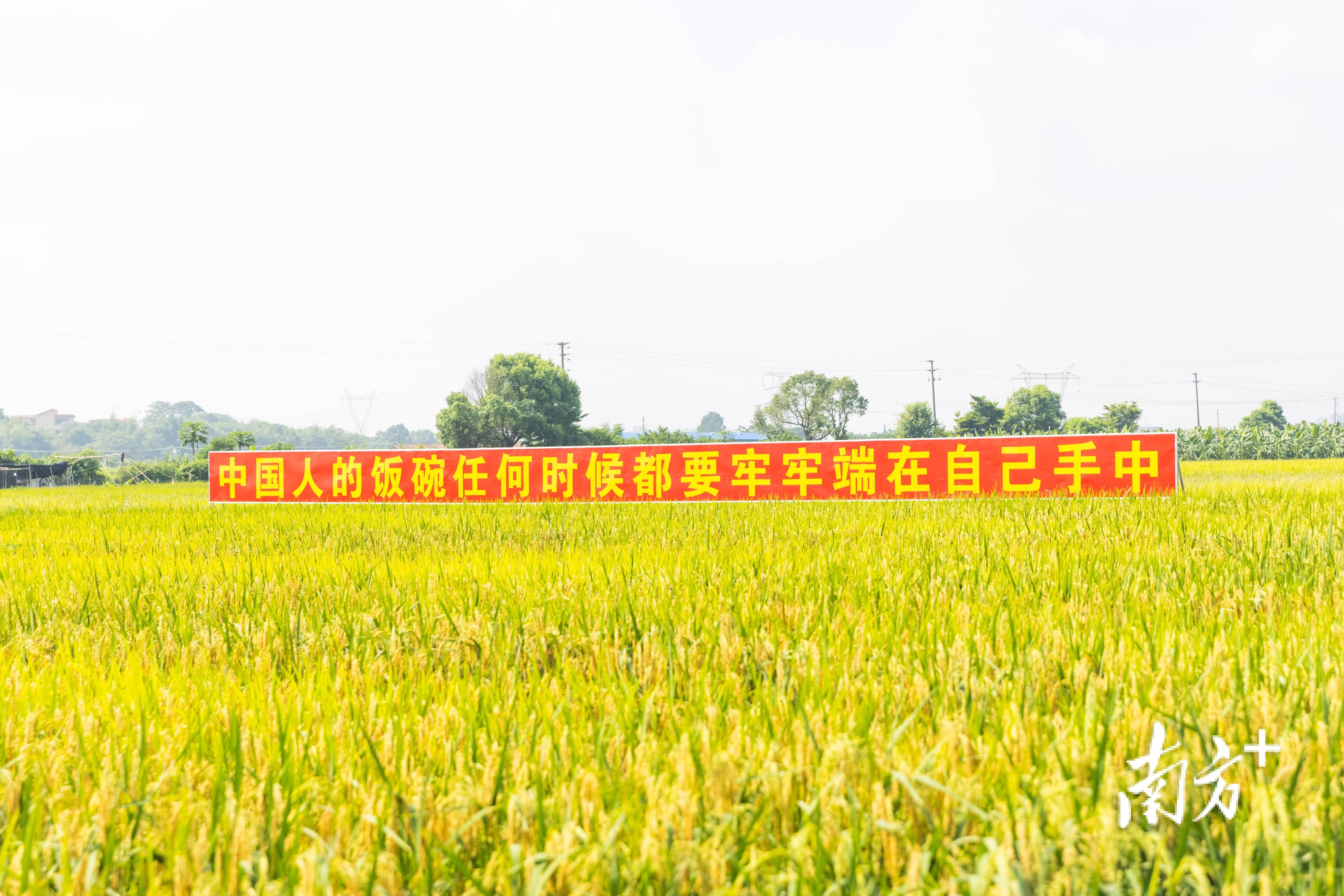 台州水稻种植面积(台州海水稻基地在哪里)