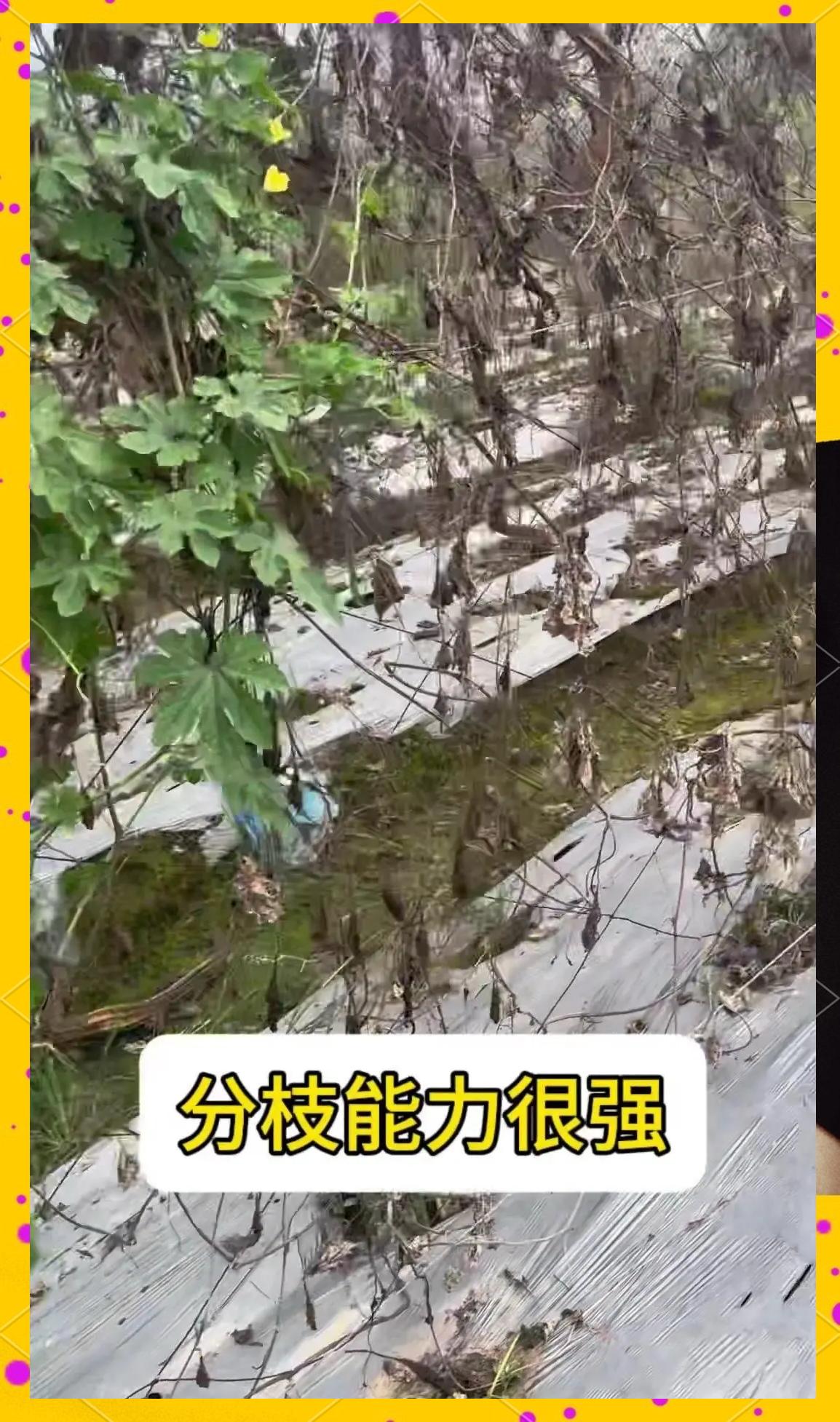 怎么种苦瓜?(怎么种苦瓜爱发芽)