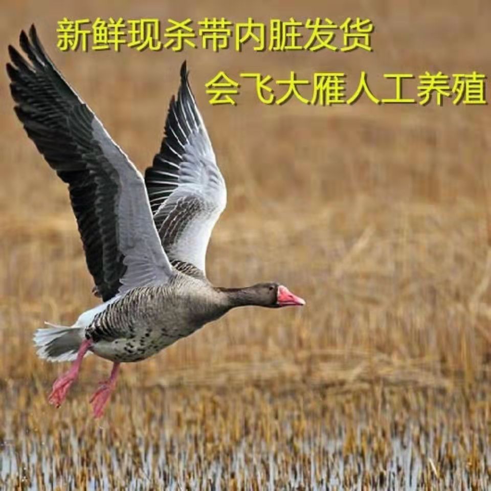 大雁的养殖技术(大雁的养殖技术视频)