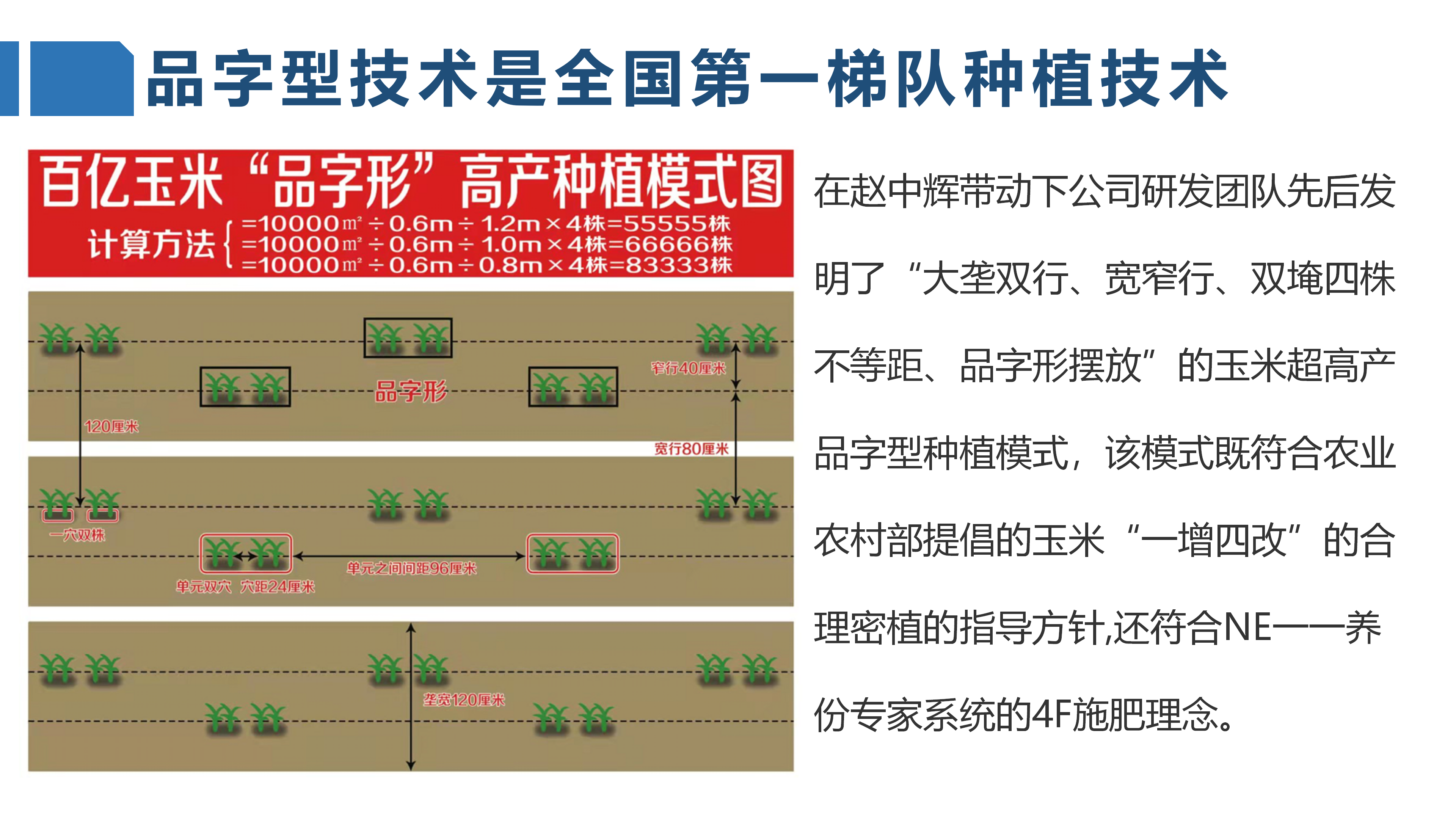 玉米的栽培技术(玉米的栽培技术与管理措施)
