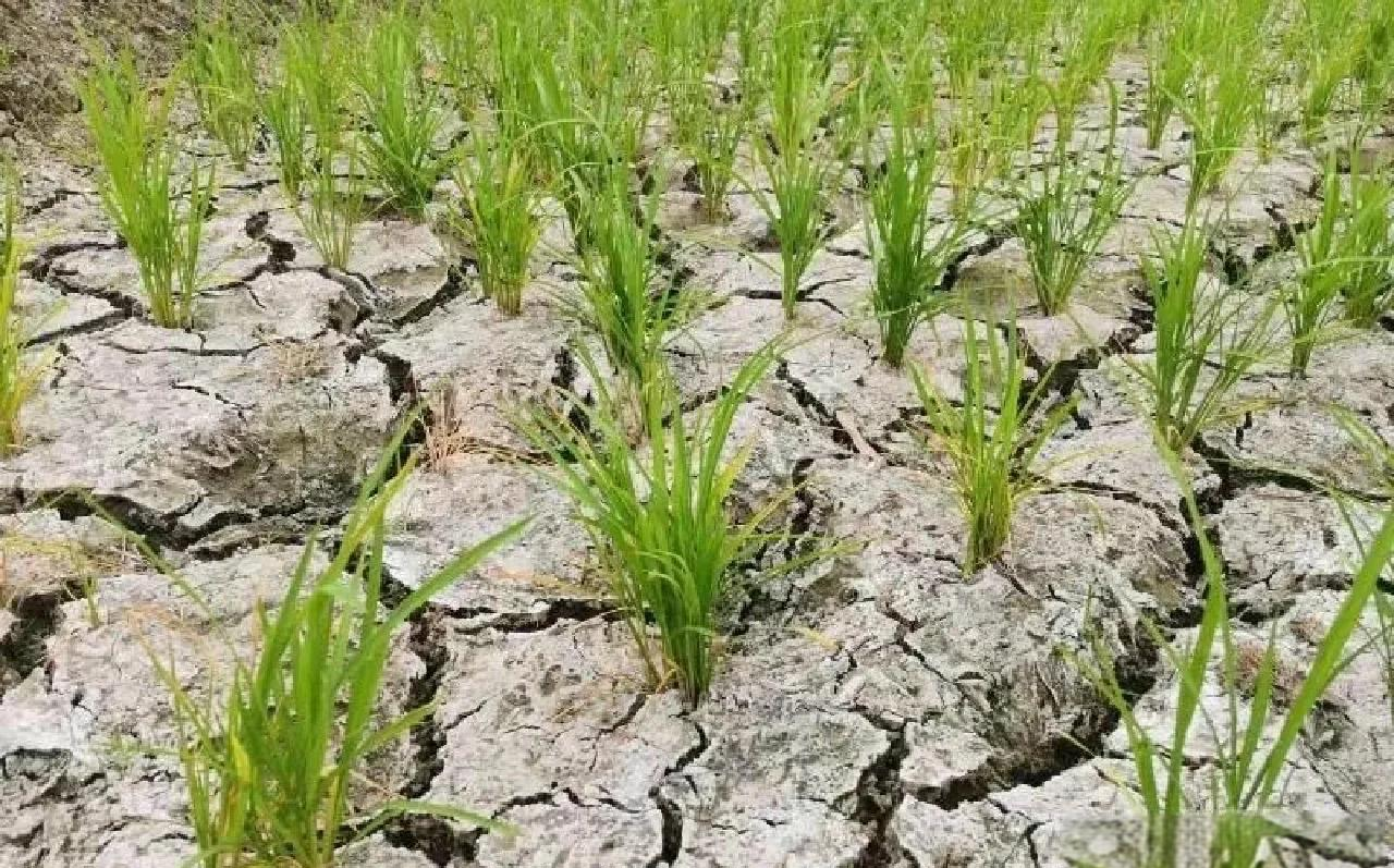水稻种植存在的问题(水稻种植业的不足有哪些)
