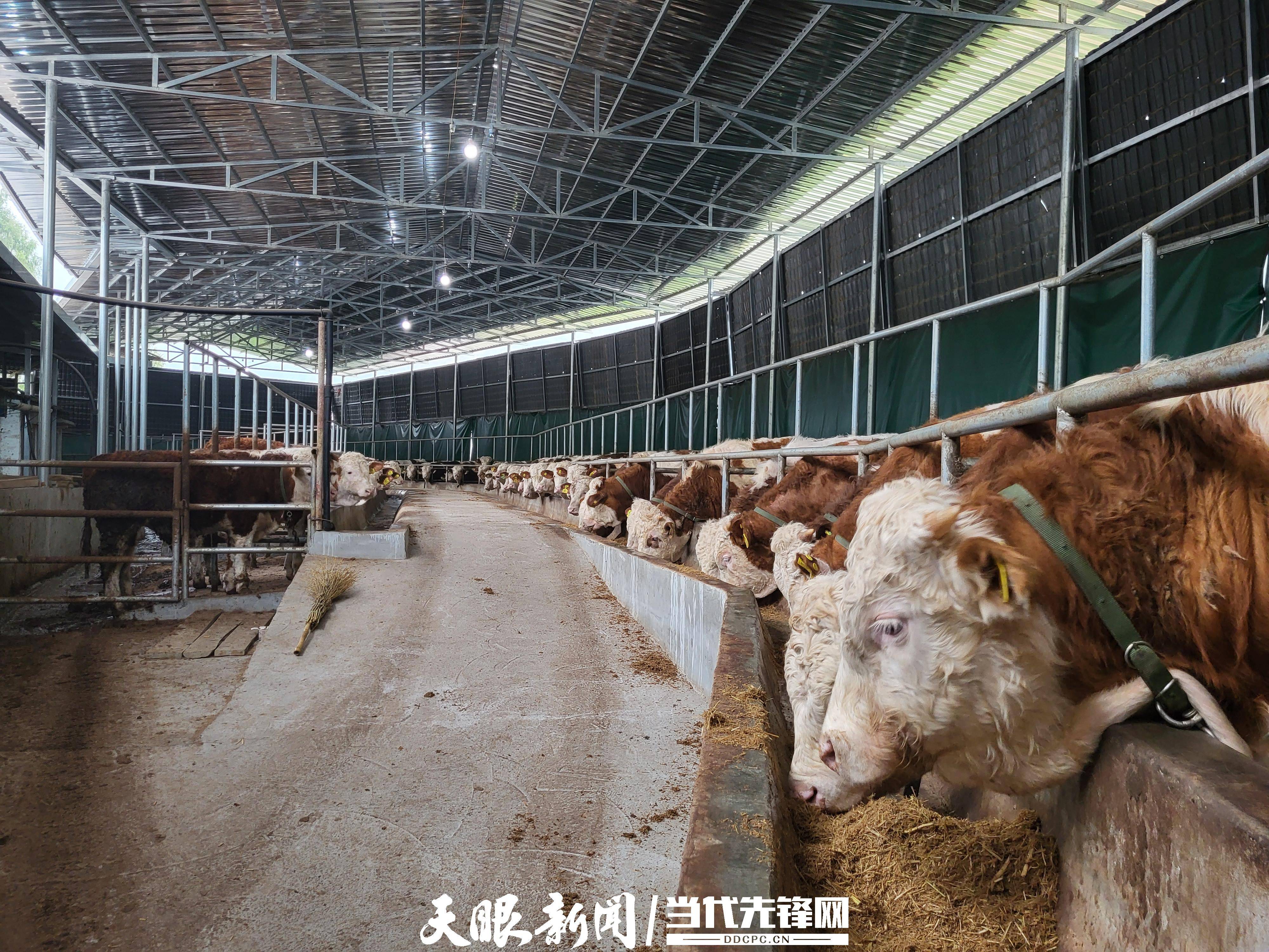 牛养殖技术视频(牛养殖技术视频大全)