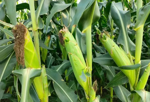 夏玉米高产种植新技术(夏玉米高产种植新技术是什么)