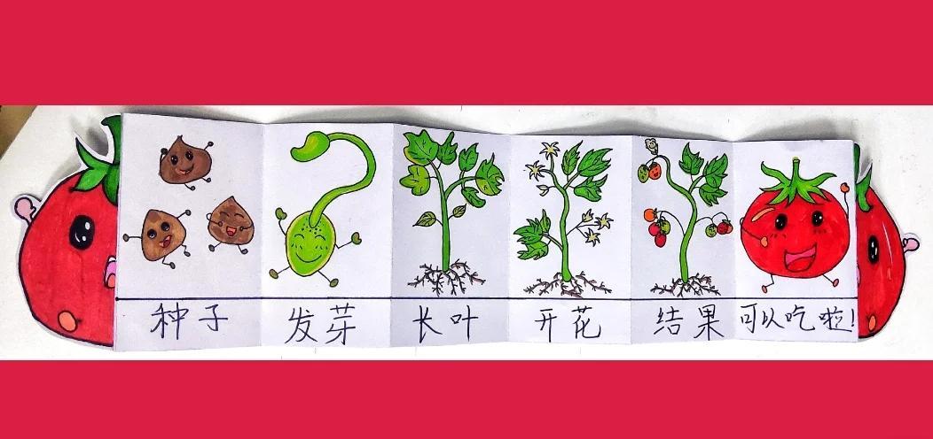 西红柿的种植生长过程(西红柿的种植生长过程视频)