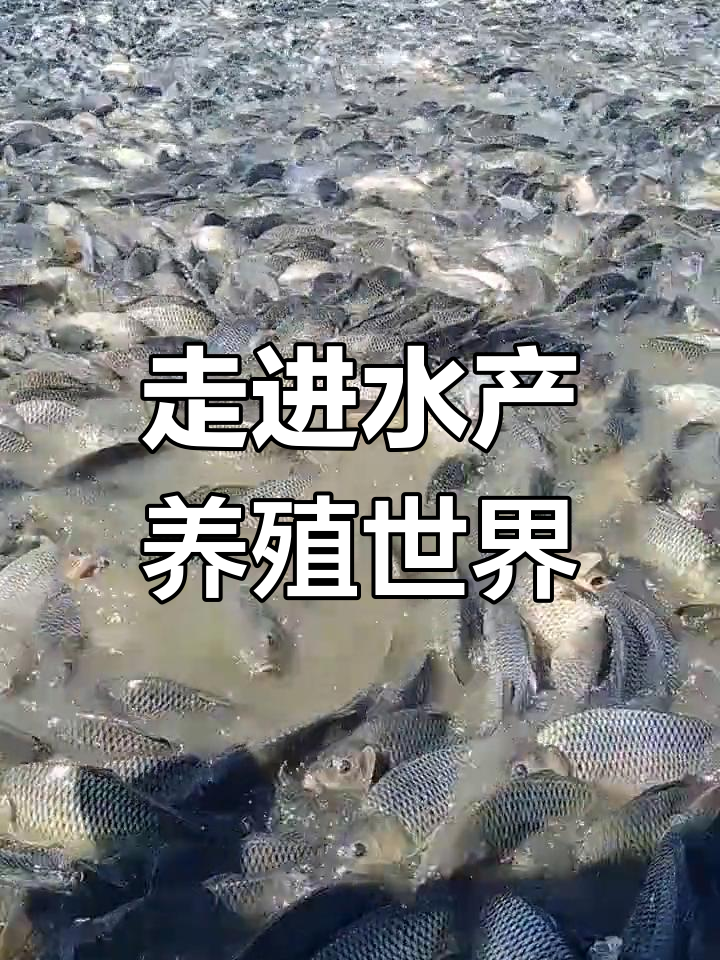 水产养殖内容(水产养殖内容包括哪些)