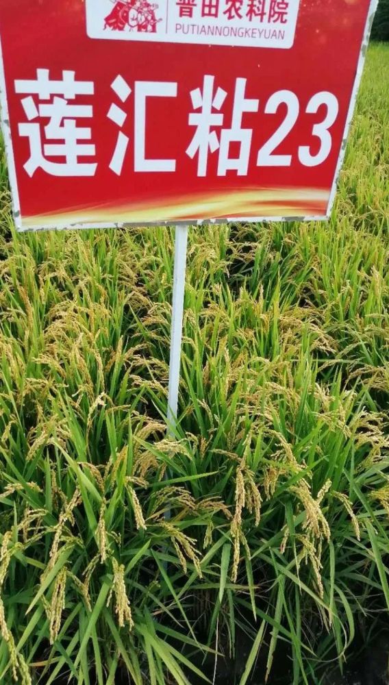 6612水稻品种(6612水稻品种包装)