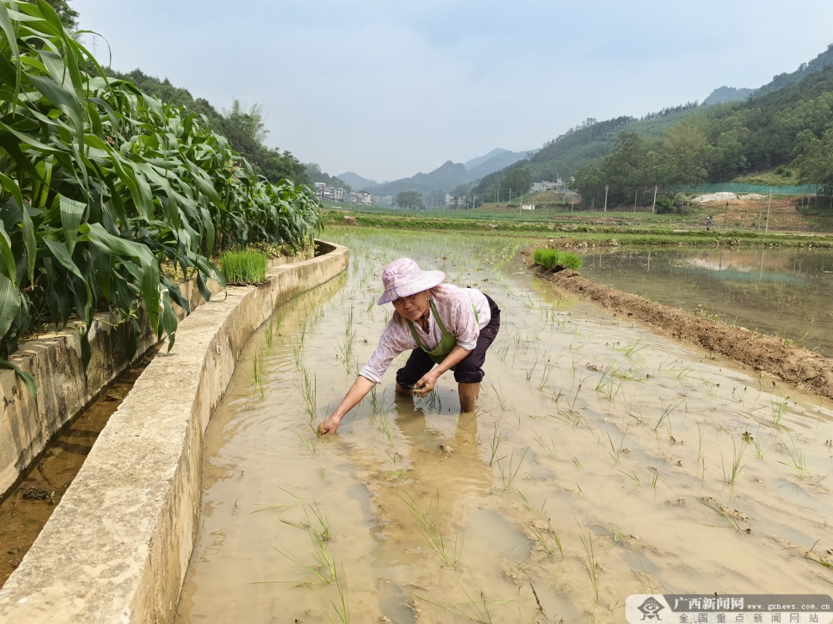 水稻种植的过程(水稻种植的过程文字)