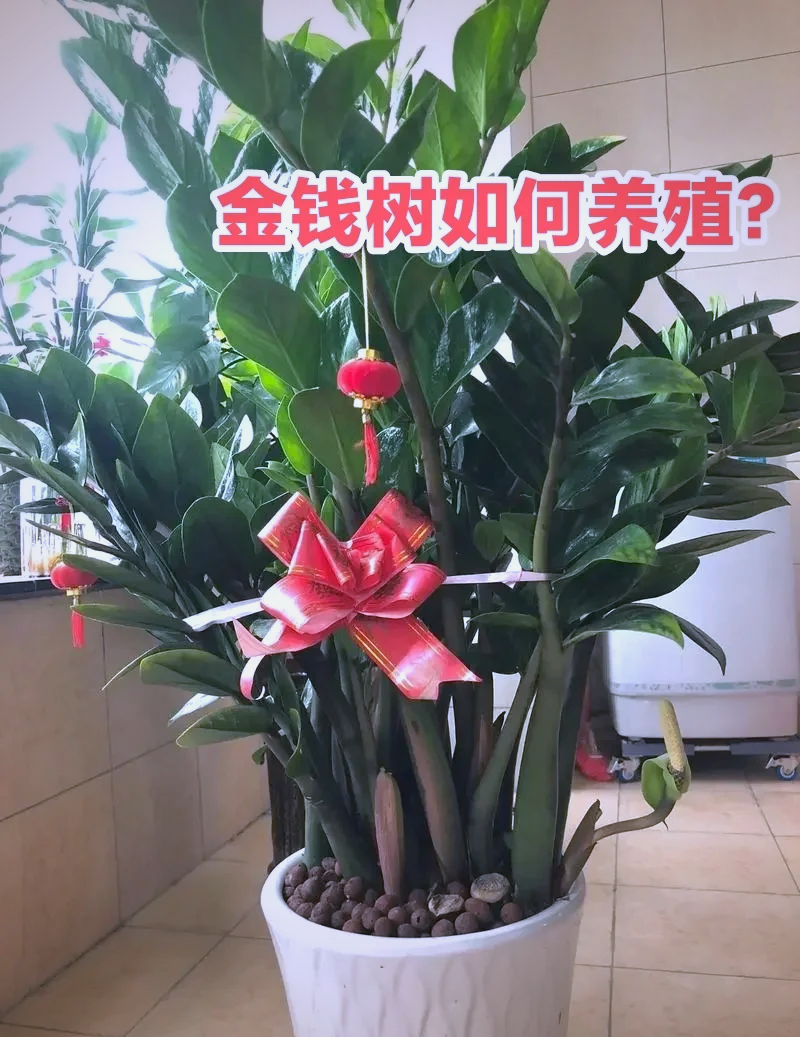 观赏榕树的养殖方法(观赏榕树的生活的气候条件)