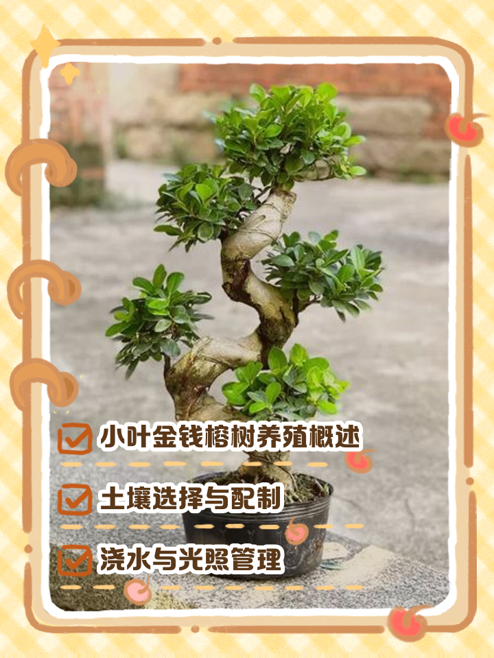 观赏榕树的养殖方法(观赏榕树的生活的气候条件)